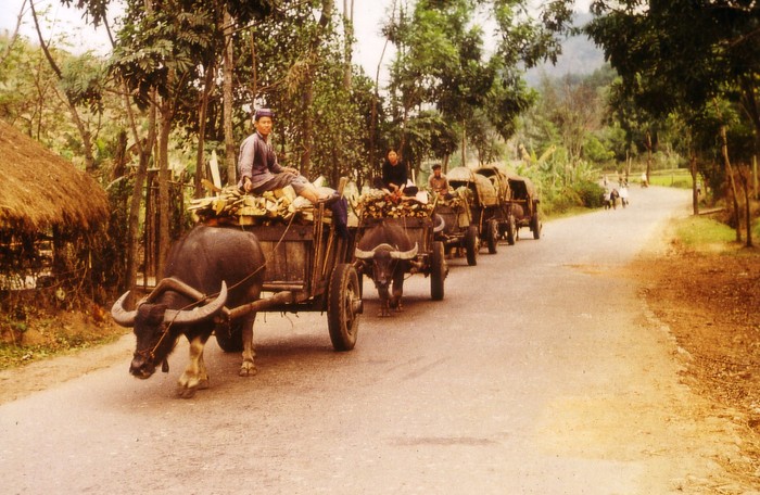 Miền Bắc Việt Nam 1973 - 1974. Xe trâu ở Thái Nguyên. Ảnh.Günter Mosler.